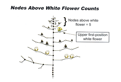 2002 Nodes Above White Flowers - COTMAN™ Crop Management System