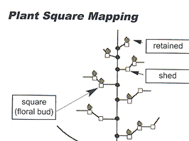 2002 Plant Square Mapping - COTMAN™ Crop Management System