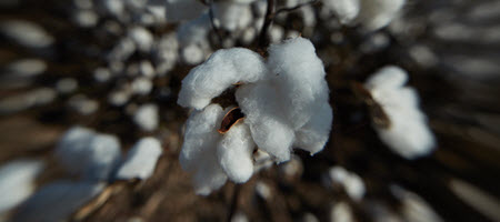 Cotton Market News & Commentaries