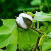 Cotton Crop Market News
