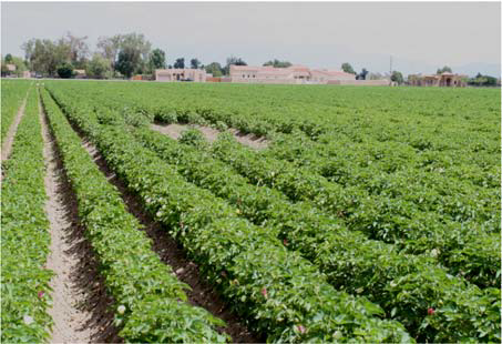 Figure 1A - Identification and Management of Fusarium Wilt Race 4