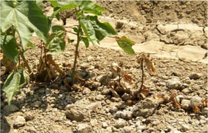 Figure 1C - Identification and Management of Fusarium Wilt Race 4