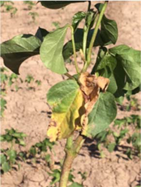 Figure 2A - Identification and Management of Fusarium Wilt Race 4