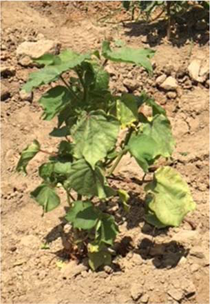 Figure 2B - Identification and Management of Fusarium Wilt Race 4