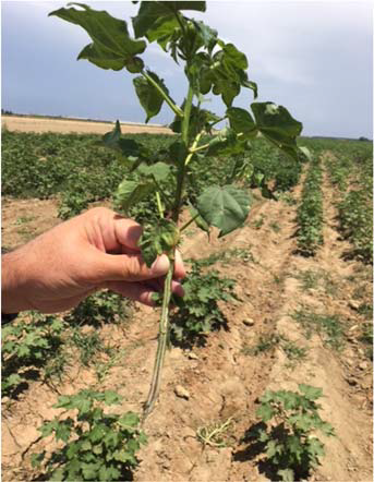 Figure 2C - Identification and Management of Fusarium Wilt Race 4