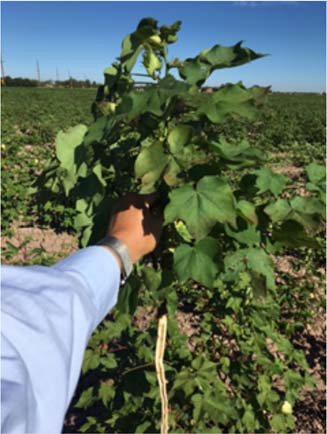 Figure 3A - Identification and Management of Fusarium Wilt Race 4