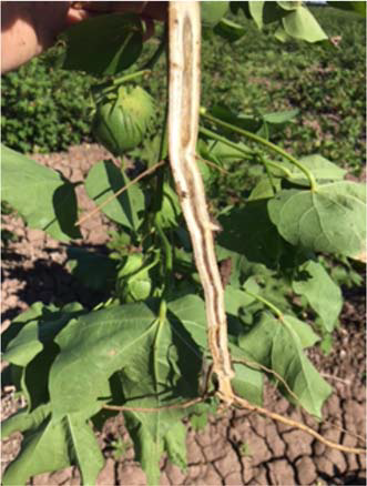 Figure 3C - Identification and Management of Fusarium Wilt Race 4