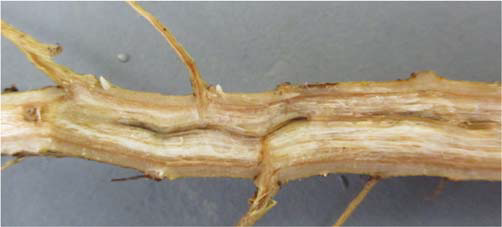 Figure 4 - Identification and Management of Fusarium Wilt Race 4