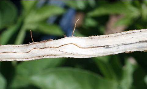 Figure 5 - Identification and Management of Fusarium Wilt Race 4