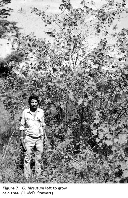g hirsutum tree