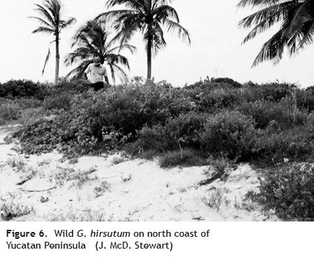 g hirsutum yucatan