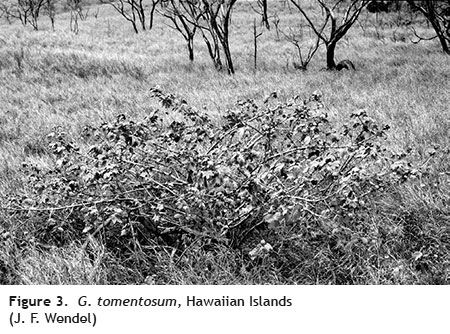 g tomentosum