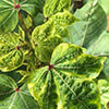 00 CLDV Nichols presentation - Cotton Leafroll Dwarf Virus Research Review 00 CLDV Nichols presentation - Cotton Leafroll Dwarf Virus Research Review