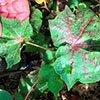 02 CLDV Hagan presentation - Cotton Leafroll Dwarf Virus Research Review 02 CLDV Hagan presentation - Cotton Leafroll Dwarf Virus Research Review