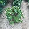 03 CLDV Conner presentation - Cotton Leafroll Dwarf Virus Research Review 03 CLDV Conner presentation - Cotton Leafroll Dwarf Virus Research Review