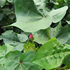 03 CLDV Lawrence presentation - Cotton Leafroll Dwarf Virus Research Review 03 CLDV Lawrence presentation - Cotton Leafroll Dwarf Virus Research Review