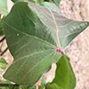 05 CLDV Peng Chee Presentation - Cotton Leafroll Dwarf Virus Research Review 05 CLDV Peng Chee Presentation - Cotton Leafroll Dwarf Virus Research Review