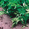 06 CLDV Wilson presentation - Cotton Leafroll Dwarf Virus Research Review 06 CLDV Wilson presentation - Cotton Leafroll Dwarf Virus Research Review