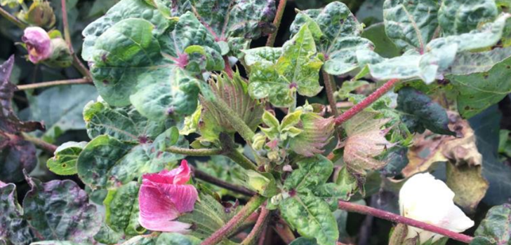 AL cotton commission nematicides thumb - Cotton Leafroll Dwarf Virus Research Review