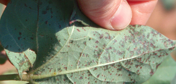 Bacterial blight in Texas thumb - Review of the Bacterial Blight Research Program Bacterial blight in Texas thumb - Review of the Bacterial Blight Research Program