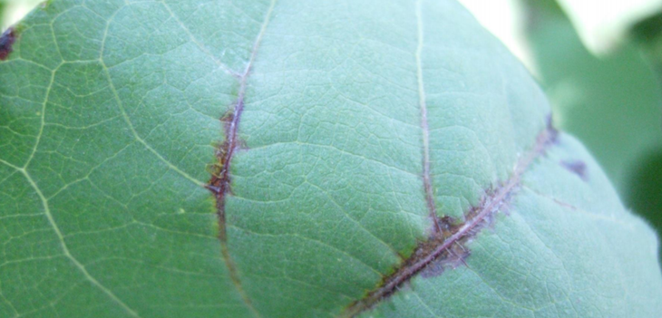 Bacterial blight of cotton thumb - Review of the Bacterial Blight Research Program Bacterial blight of cotton thumb - Review of the Bacterial Blight Research Program