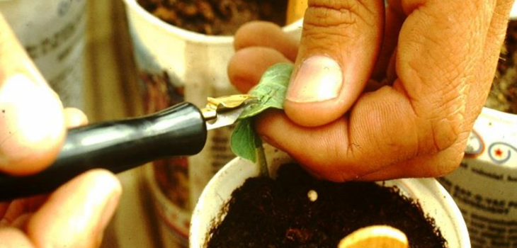 Breeding for Bacterial Blight Resistance thumb - Review of the Bacterial Blight Research Program Breeding for Bacterial Blight Resistance thumb - Review of the Bacterial Blight Research Program