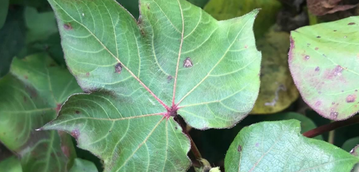 CLRDV Identification thumb - Cotton Leafroll Dwarf Virus Research Review