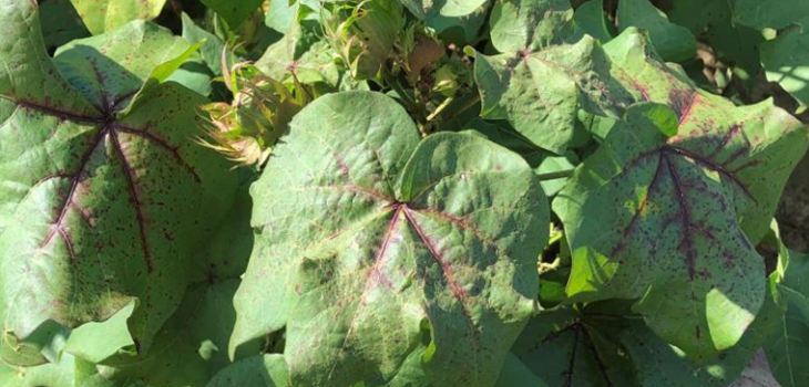 CLRDV Symptoms and impact in alabama thumb - Cotton Leafroll Dwarf Virus Research Review