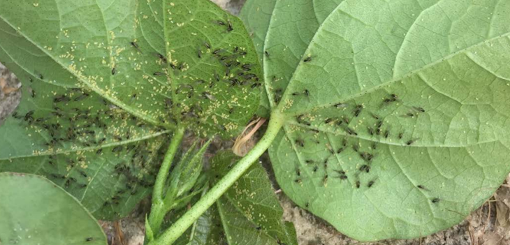 Cotton leaf roll aphid vector thumb - Cotton Leafroll Dwarf Virus Research Review