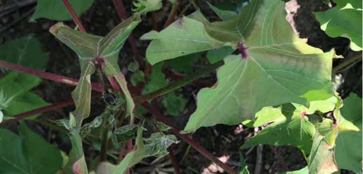 Cotton new disease thumb - Cotton Leafroll Dwarf Virus Research Review