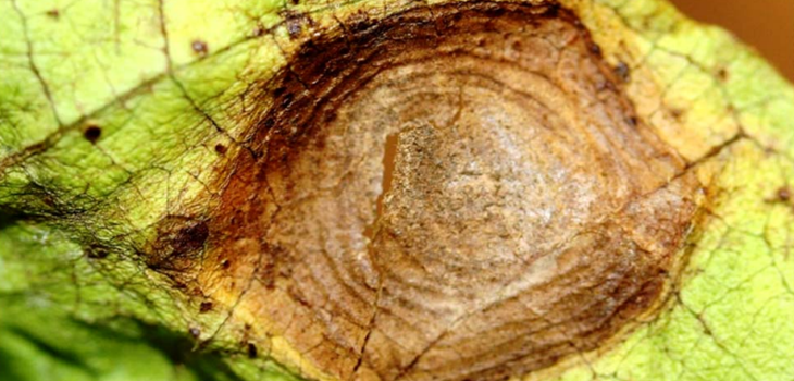Cotton target spot update thumb - Research Coordination Meeting on Target Spot Presentations