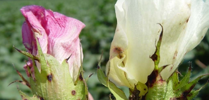 Diagnosing target spot of cotton thumb - Research Coordination Meeting on Target Spot Presentations
