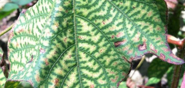 Epidemiology and Susceptibility of Cotton Varieties thumb - Review of the Bacterial Blight Research Program Epidemiology and Susceptibility of Cotton Varieties thumb - Review of the Bacterial Blight Research Program