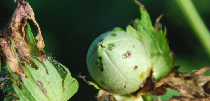 Epidemiology of Bacterial Blight of Cotton thumb - Review of the Bacterial Blight Research Program Epidemiology of Bacterial Blight of Cotton thumb - Review of the Bacterial Blight Research Program