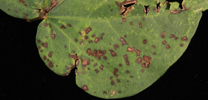 Genome sequencing of Xanthomonas thumb - Review of the Bacterial Blight Research Program