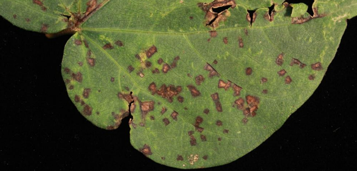 Genome sequencing of Xanthomonas thumb - Review of the Bacterial Blight Research Program Genome sequencing of Xanthomonas thumb - Review of the Bacterial Blight Research Program