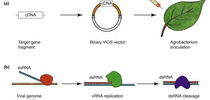 Inhibiting infections by Xcm thumb - Review of the Bacterial Blight Research Program Inhibiting infections by Xcm thumb - Review of the Bacterial Blight Research Program