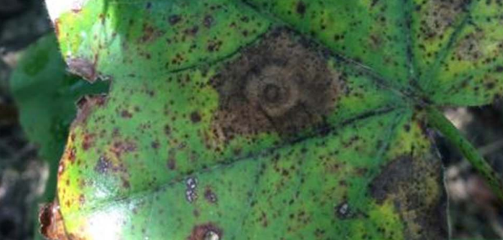 Pathogenicity of corynespera cassiicola - Research Coordination Meeting on Target Spot Presentations