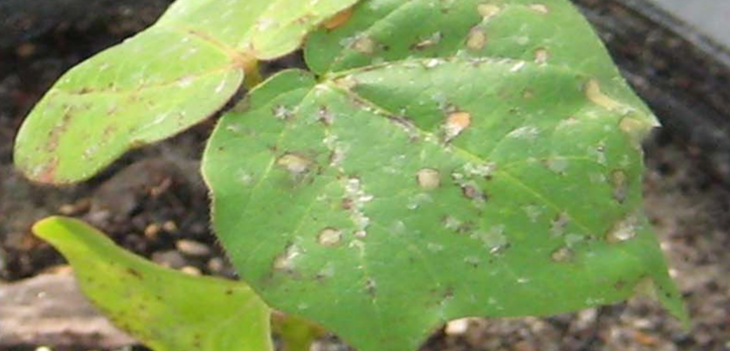 Reality of corynespera cassiicola - Research Coordination Meeting on Target Spot Presentations