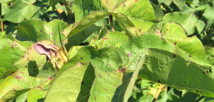 Sentinel plot summary thumb - Cotton Leafroll Dwarf Virus Research Review