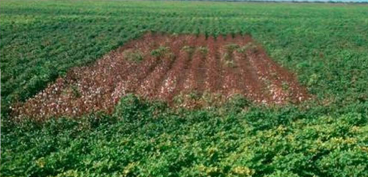 Target spot control with topguard fungicide thumb - Research Coordination Meeting on Target Spot Presentations