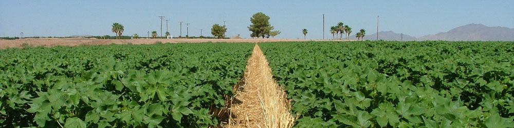 Agronomy Research