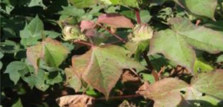 bronze wilt leaf roll virus indicator - Cotton Leafroll Dwarf Virus Research Review