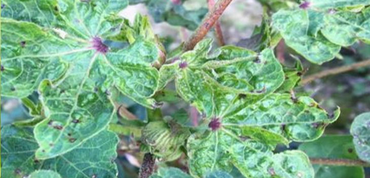 bunchy top leaf roll virus indicator - Cotton Leafroll Dwarf Virus Research Review
