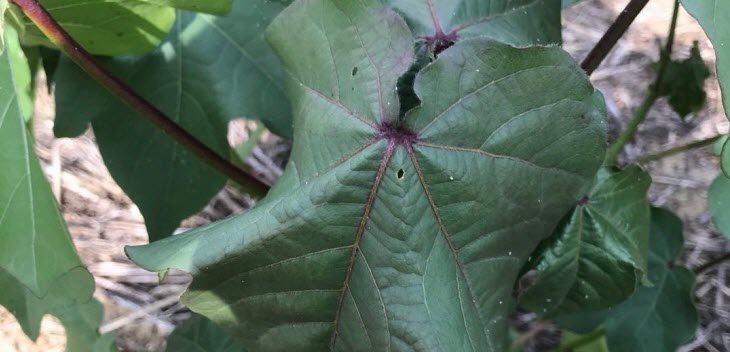 cotton blue disease thumb - Exotic Polerovirus Infecting Cotton in the Southeast US