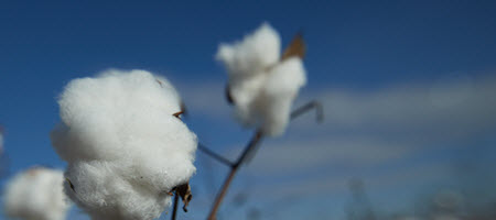 Classification of Cotton