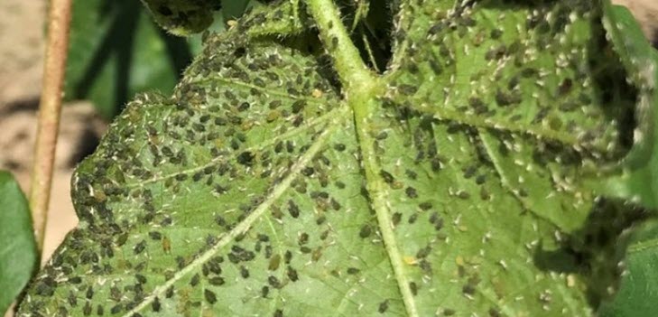 cotton leaf roll from aphid thumb - Exotic Polerovirus Infecting Cotton in the Southeast US