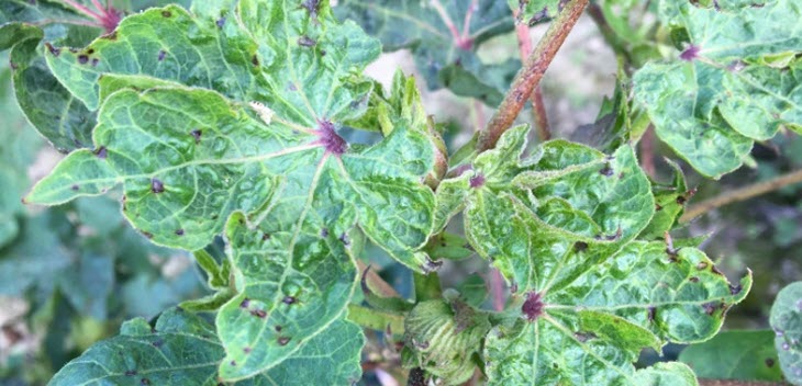 cotton leaf roll thumb - Exotic Polerovirus Infecting Cotton in the Southeast US