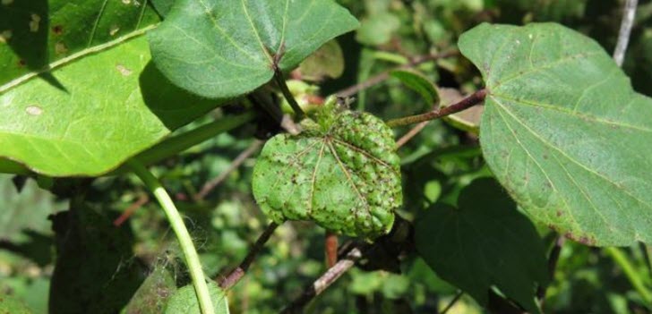cotton viruses from australia thumb - Exotic Polerovirus Infecting Cotton in the Southeast US