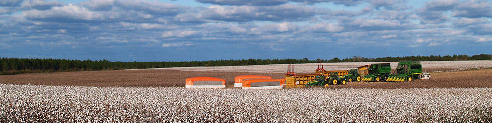 U.S. Cotton Crop Quality